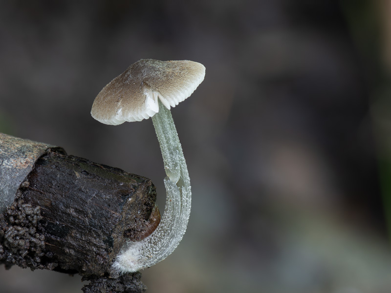 Pluteus reisneri